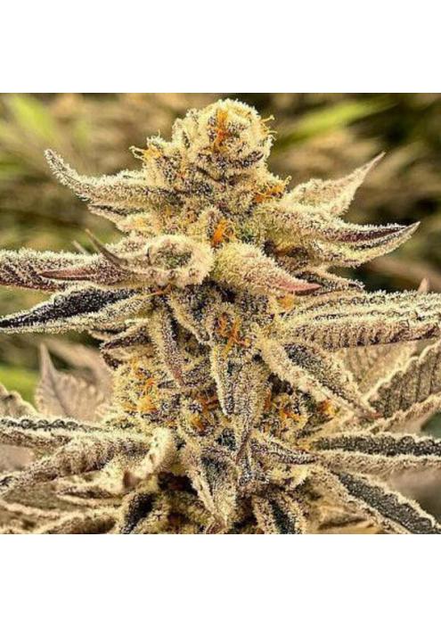 Platinum Dosi 3 u. fem In House Genetics