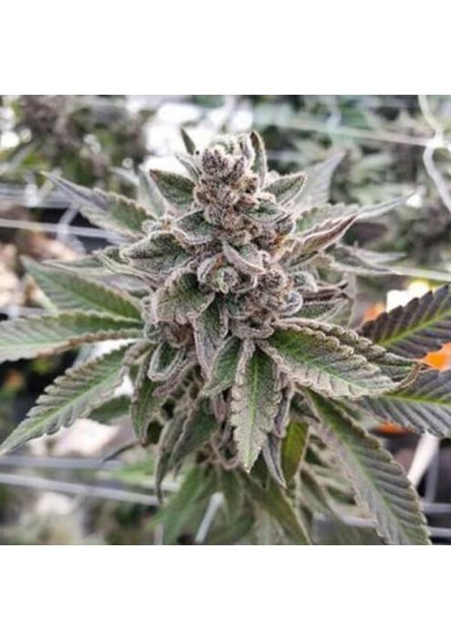 Platinum Garlic 3 u. fem In House Genetics