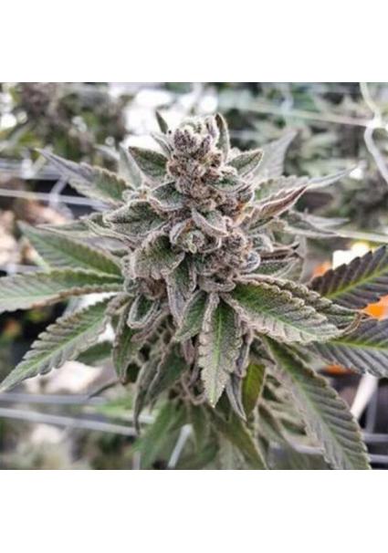 Platinum Garlic 3 u....