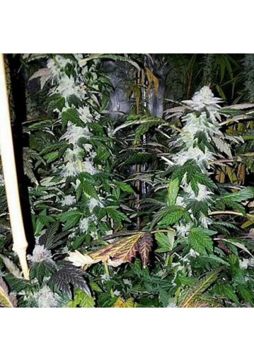 Platinum Gorilla 3 u. fem In House Genetics