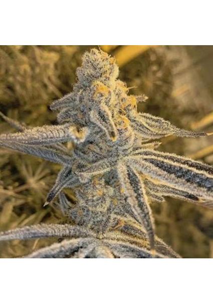 Platinum Jelly 3 u....