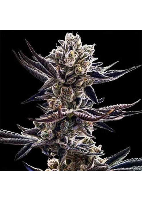 Platinum Kush Breath 3 u. fem In House Genetics