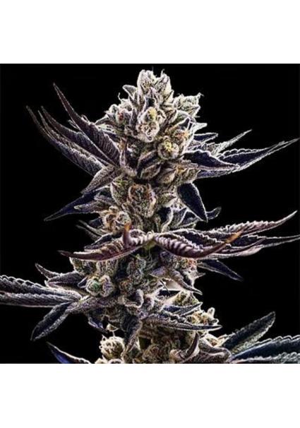 Platinum Kush Breath 3 u....