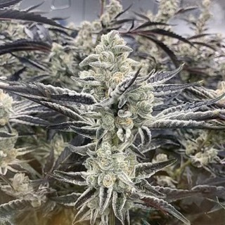Platinum Kush Breath Remix 3 u. fem In House Genetics