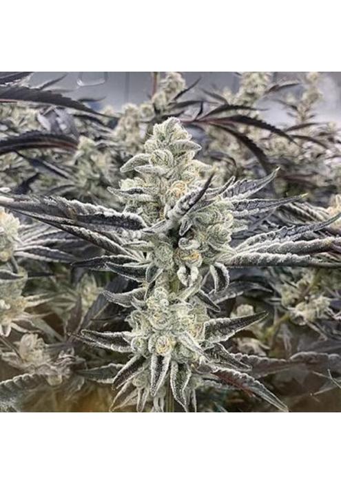 Platinum Kush Breath Remix 3 u. feminizada In House Genetics
