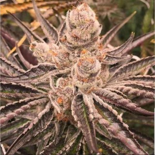Platinum Purple Candy 3 u. fem In House Genetics