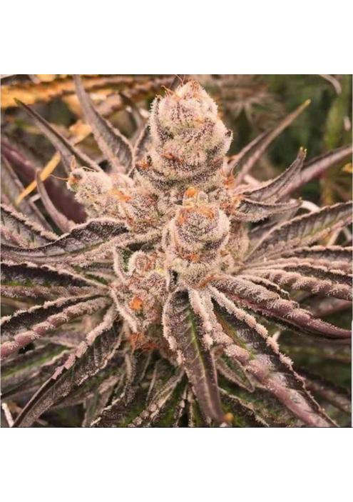 Platinum Purple Candy 3 u. fem In House Genetics