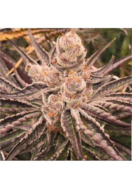 Platinum Purple Candy 3 u....