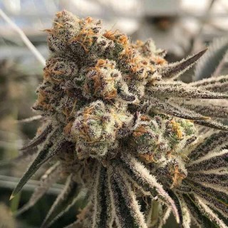 Platinum Scout V2 3 u. fem In House Genetics