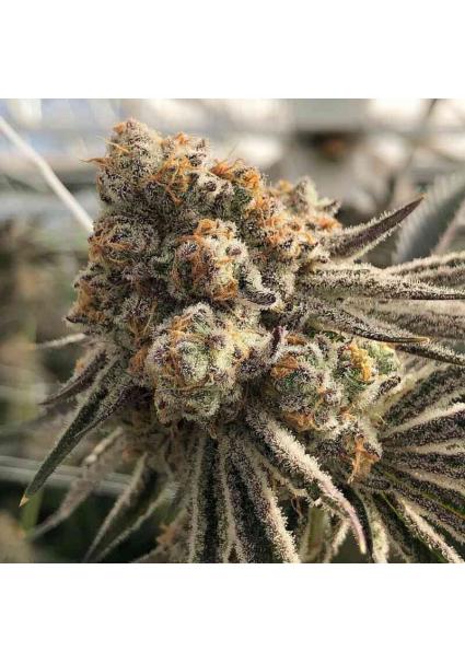 Platinum Scout V2 3 u....