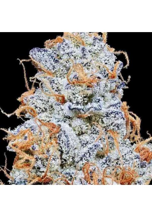 Platinum Valley 3 u. fem In House Genetics