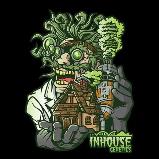 Platinumz 3 u. fem In House Genetics