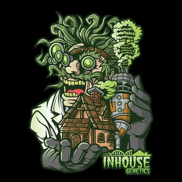 Platinumz 3 u. fem In House Genetics