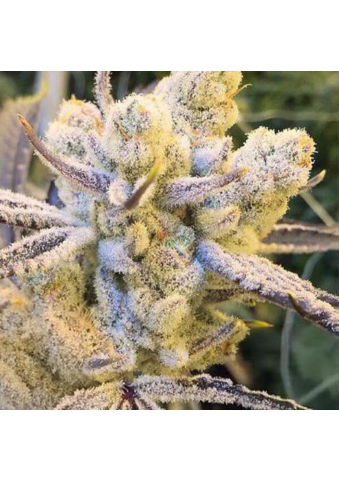 Sugar Cane 3 u. fem In House Genetics