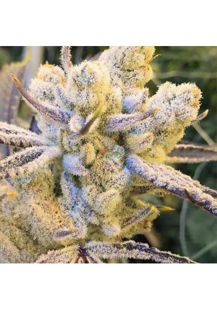 Sugar Cane 3 u. feminizada...