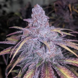 Black Cherry Punch 3 u. fem In House Genetics