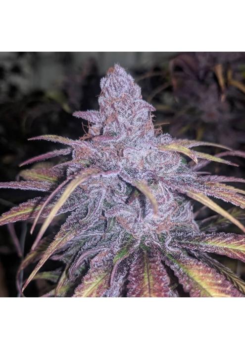 Black Cherry Punch 3 u. fem In House Genetics