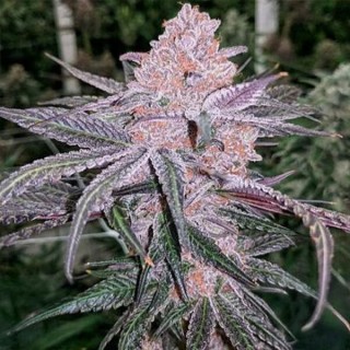 Jellysickle 3 u. fem In House Genetics