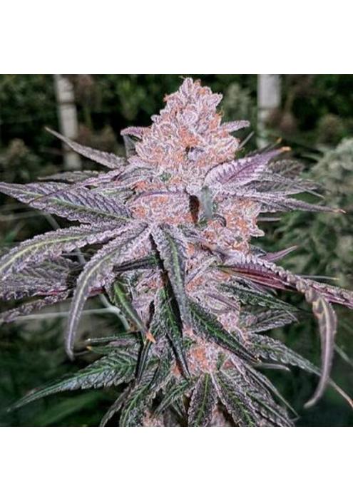 Jellysickle 3 u. feminizada In House Genetics