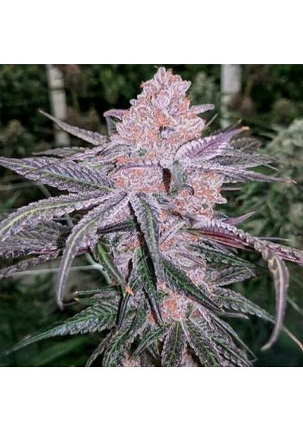 Jellysickle 3 u. feminizada...