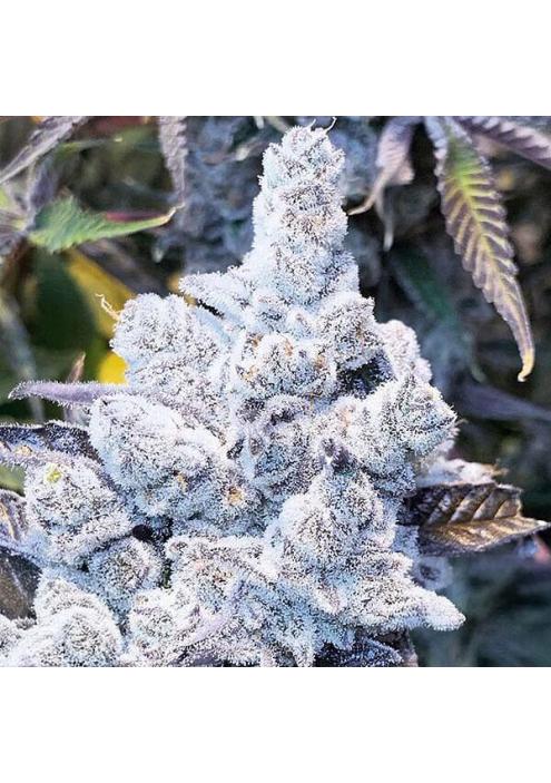 Slurricane Nº 7 S1 3 u. fem In House Genetics