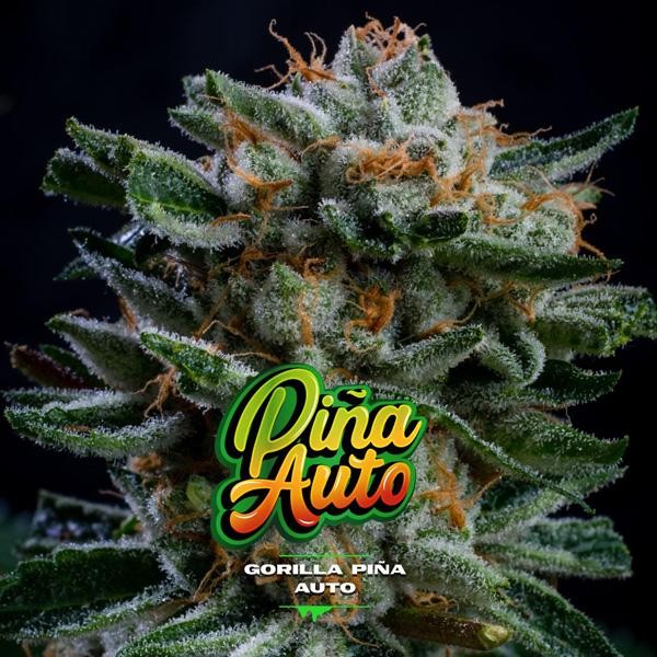 Auto Gorilla Piña XXL BSF Seeds