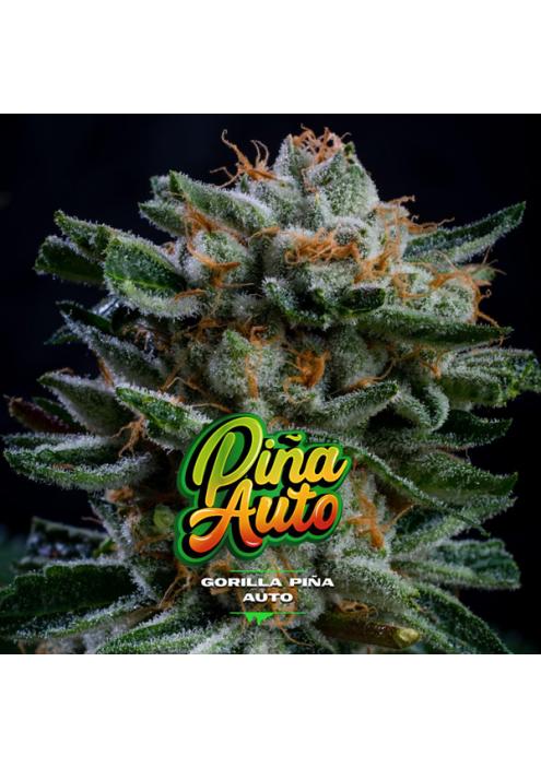 Auto Gorilla Piña XXL  fem BSF Seeds