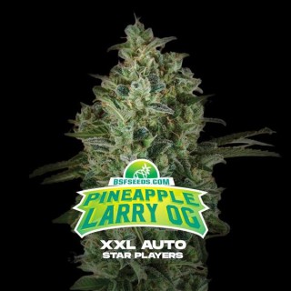 Auto Pineapple Larry OG XXL  fem BSF Seeds