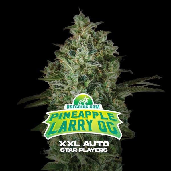 Auto Pineapple Larry OG XXL BSF Seeds