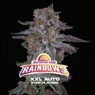 Auto Rainbows XXL  fem BSF Seeds