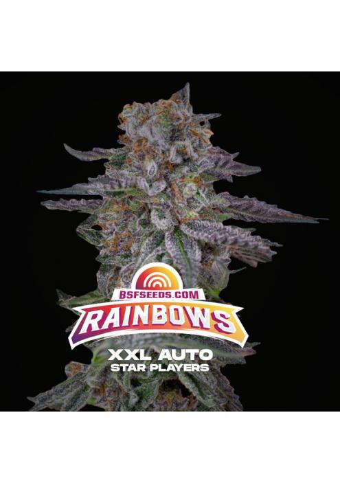 Auto Rainbows XXL  fem BSF Seeds