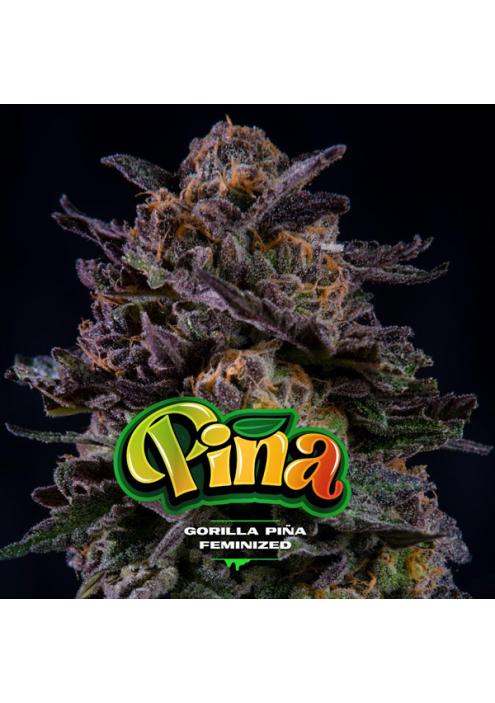 Gorilla Piña  fem BSF Seeds