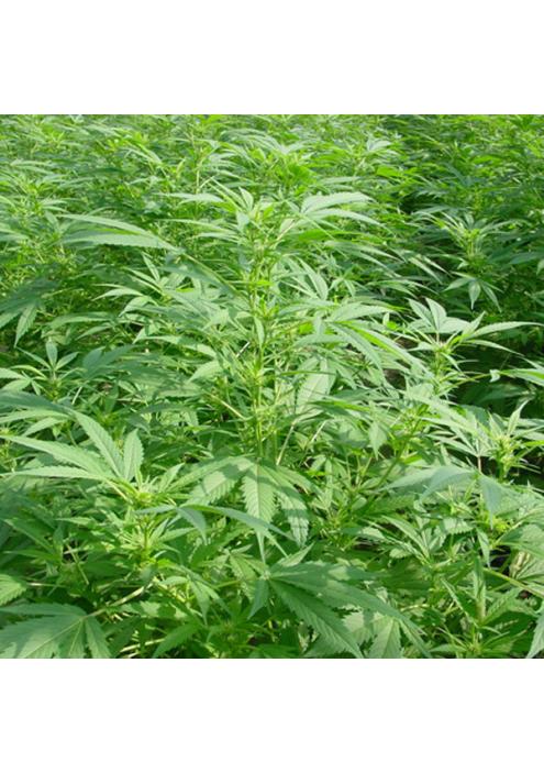 Walkabout 15 u. reg. Mr.Nice