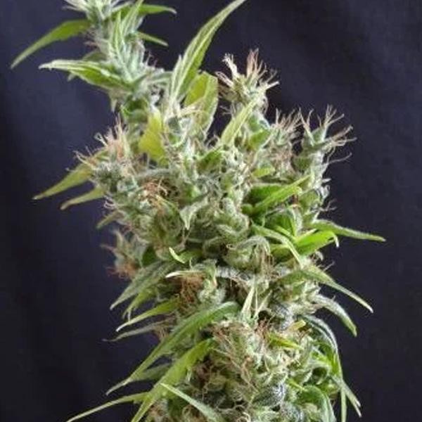 Grail Widow 15 u. reg. Mr. Nice