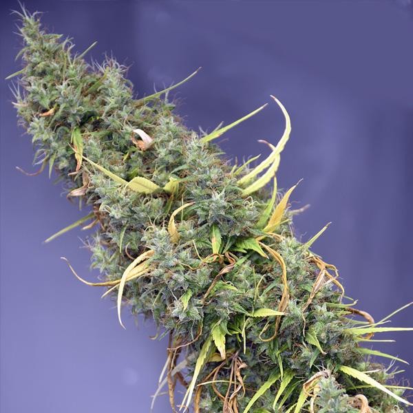 Holy Grail 15 u. reg. Mr. Nice