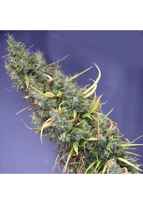 Holy Grail 15 u. reg. Mr. Nice