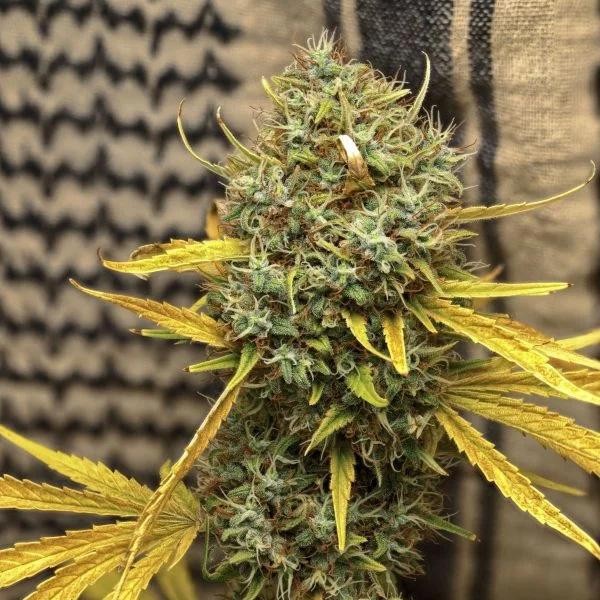 Widow AC Or WACO 15 u. reg. Mr. Nice