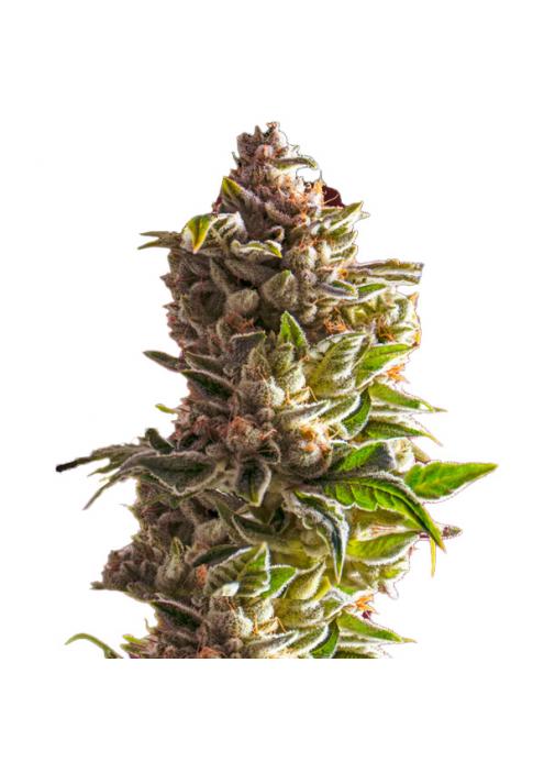 Aurora Indica fem. Nirvana