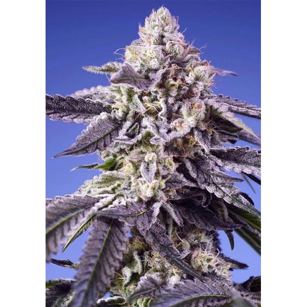 Permanent Jealousy XL Auto de Sweet Seeds com toneladas de resina