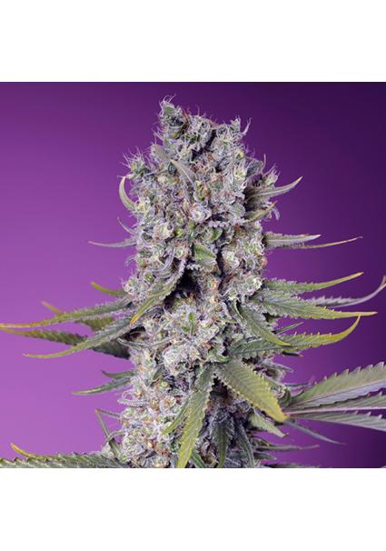 Papaya Zoap F1 Fast Version