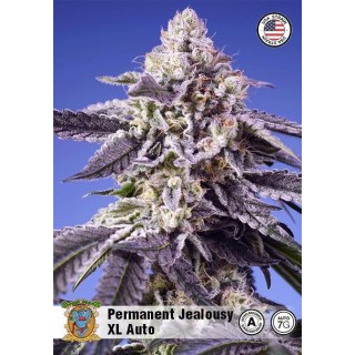 Permanent Jealousy XL Auto de Sweet Seeds con Toneladas de Resina