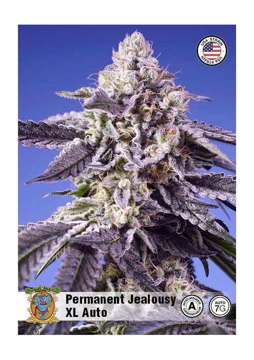 PERMANENT JEALOUSY XL AUTO