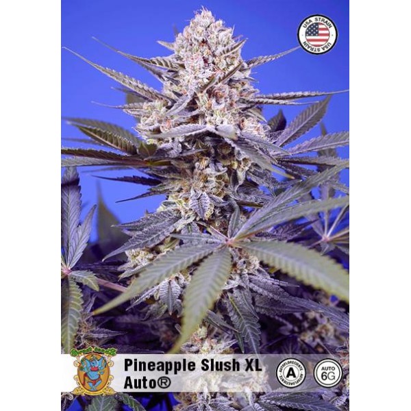 Pineapple Slush XL Auto Seeds | Sweet and Tropical Flavors with Balanced Effects