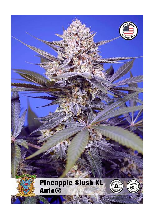 PINEAPPLE SLUSH XL AUTO