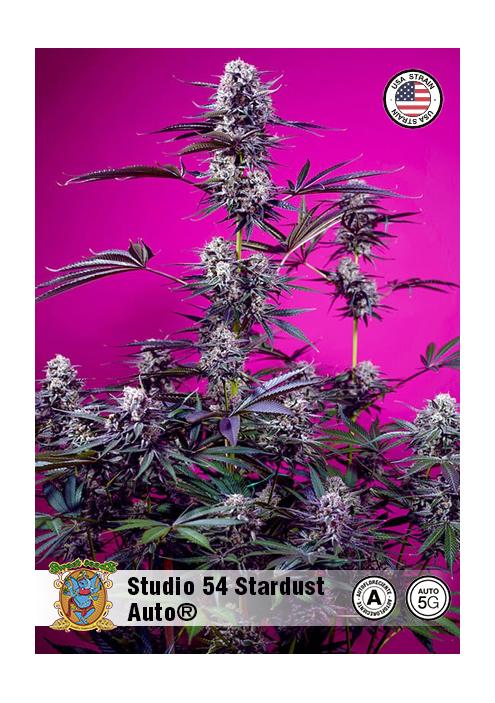 STUDIO 54 STARDUST AUTO