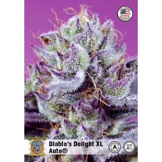 Semillas Diablo’s Delight XL Auto - Dulzura Tropical y Efecto Equilibrado