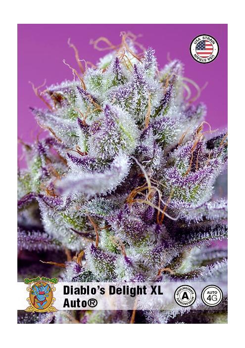 DIABLO'S DELIGHT XL AUTO