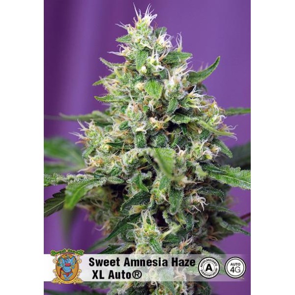 Sweet Amnesia Haze XL | Sementes de maconha Autoflorescente