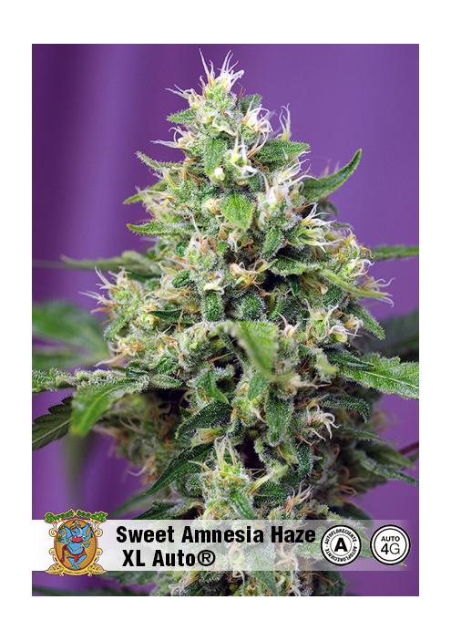 SWEET AMNESIA HAZE XL AUTO