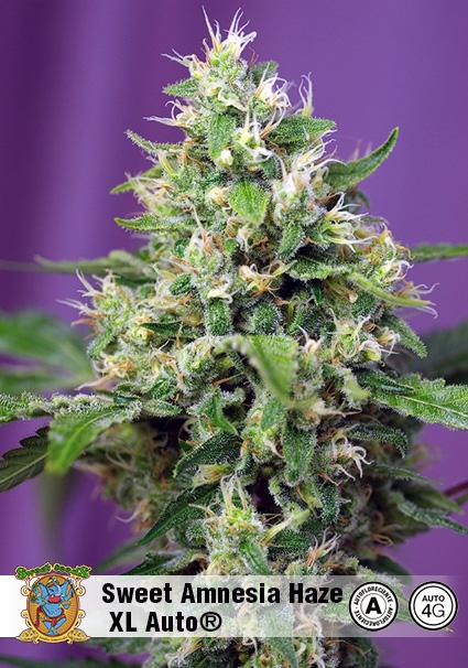 SWEET AMNESIA HAZE XL AUTO